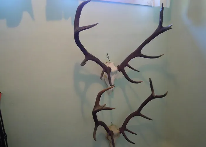 فندق مبيت وإفطار بنسيون هيرتزوغوت 3*